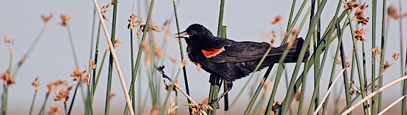 Red Wing Blackbird 1