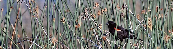 Red Wing Blackbird 2