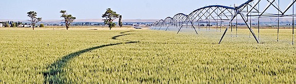 Wheat Irrigation