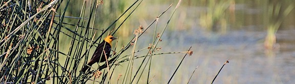 Yellow Headed Blackbird 2