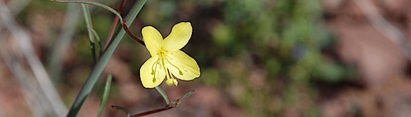 Yellow Flower
