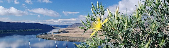 Yellow Flowers