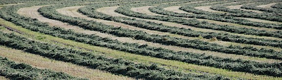 Alfalfa