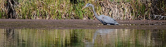 Blue Heron