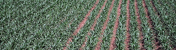Corn