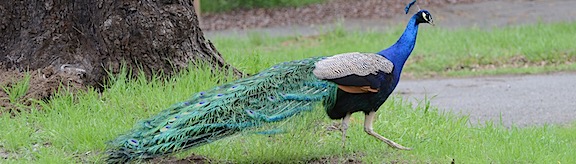 Peacock
