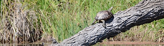 Turtle