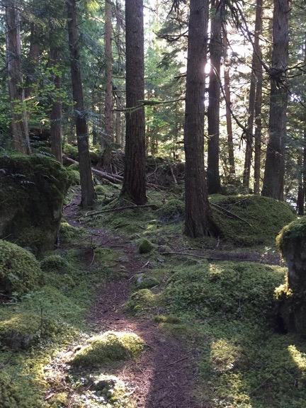Lakeside Trail at Chilliwack Lake