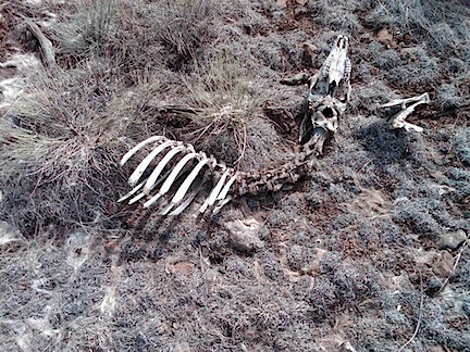 Dead Animal Dead Animal