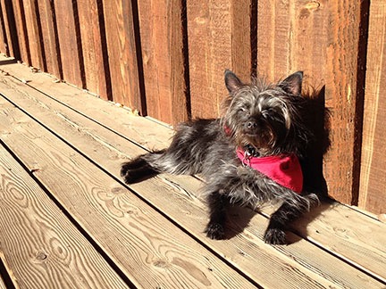 Penny on the Porch