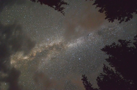 Sky Through Trees
