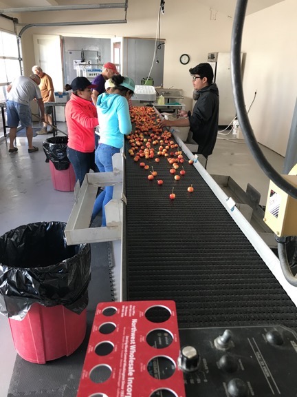 Packing Cherries