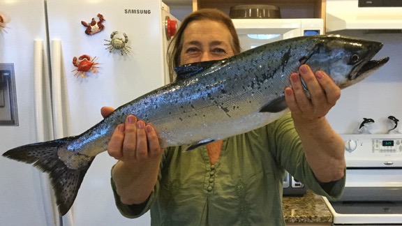 26inch King Salmon