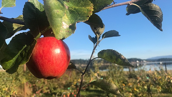 Apple Orchard